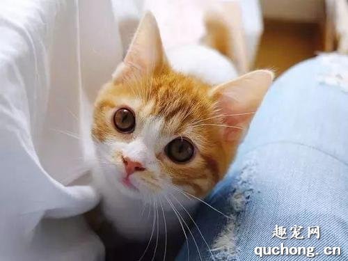 橘猫为什么这么可爱?