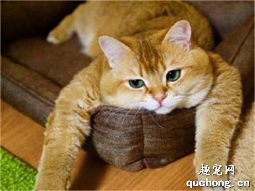 橘猫为什么这么可爱?