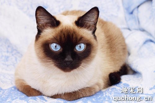 纯种暹罗猫有哪些特征？