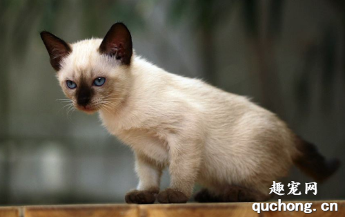 纯种暹罗猫有哪些特征？