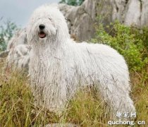 可蒙犬的性格特点