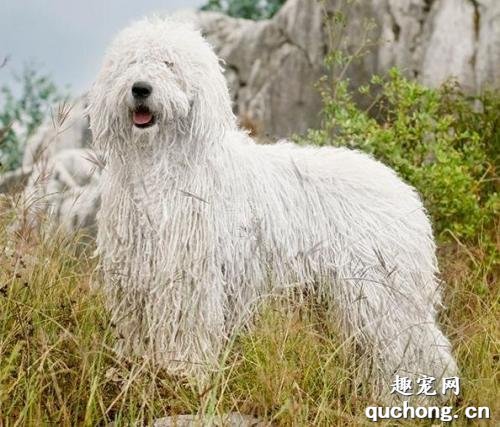 可蒙犬的性格特点