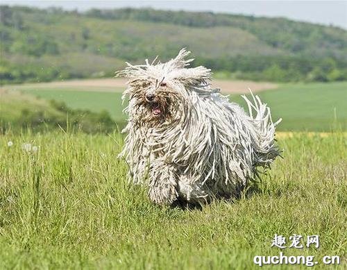 可蒙犬的性格特点