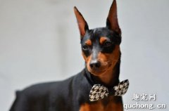 德国平犬体态特征及性格特点