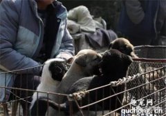 <b>小土狗知道自己要被拿去卖了，跟妈妈道别后丝毫不害怕不吵也不闹</b>