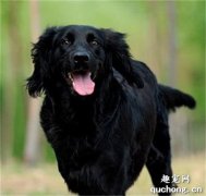 <b>平毛寻回猎犬体态特征及性格特点</b>