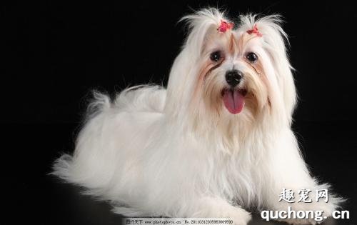 犬子宫蓄脓原因及防治方法