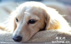 狗狗肾衰竭预防及治疗方法