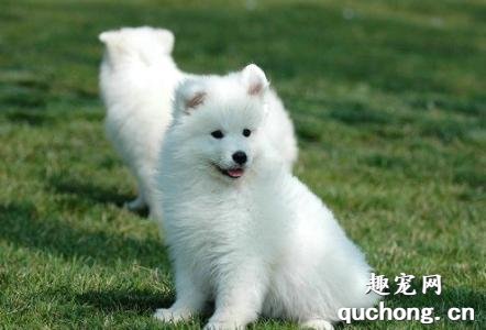 犬佝偻病症状及治疗方法
