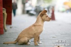 <b>为什么流浪狗不喜欢和宠物狗一起玩？</b>
