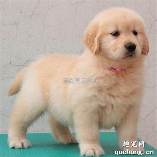 哪些狗狗容易饲养?适合新手饲养的犬种