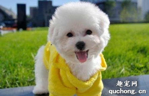 哪些狗狗容易饲养?适合新手饲养的犬种