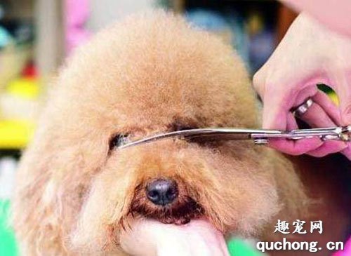 如何养护狗狗的毛发？