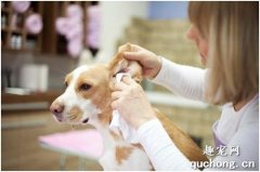 <b>狗狗耳朵脏了怎么办？如何给狗狗清理耳朵呢？</b>