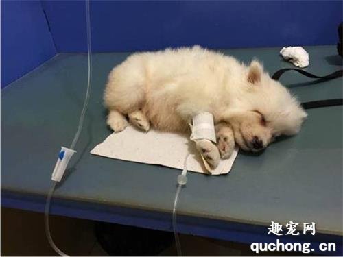 狗狗拉稀如何调养?