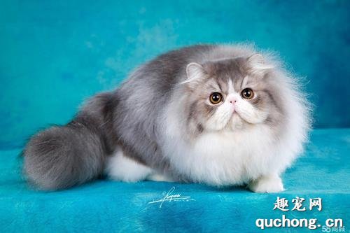 奶奶猫是什么品种?