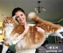最大的猫是什么品种？