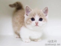 矮脚猫是什么品种 矮脚猫是什么猫？