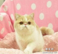 <b>加菲猫的性格特点是什么?</b>