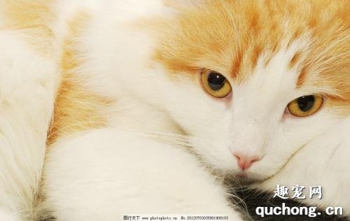 猫咪感染性腹泻如何治疗？