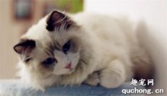 猫咪毛囊炎的原因和治疗措施