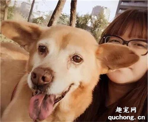<b>两次梦中见离世爱犬：是你回来了吗？</b>