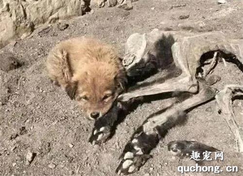 <b>狗妈妈去世后，身体已经风干仅剩骨架，小狗却每天在身边死死守护</b>