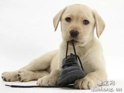 狗狗产生异食癖的缘故有什么？
