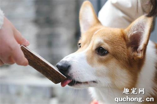 狗狗尿不出来腹部挺大怎么办?