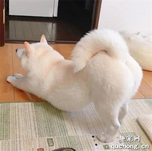 为何狗狗常常“放臭屁”?