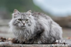 <b>西伯利亚猫怎么养 猫咪生活习性介绍</b>