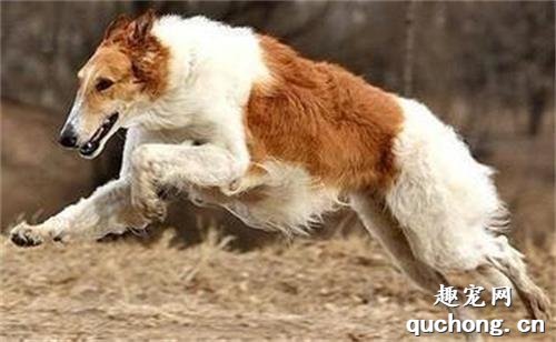 俄罗斯猎狼犬饲养攻略