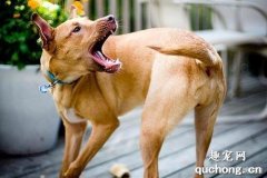 <b>犬自咬症的六大发病原因</b>