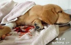 <b>犬瘟热初期症状以及预防方法</b>
