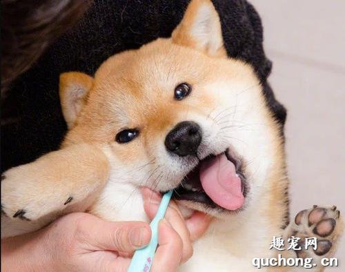 让狗狗拥有健康，“刷牙”必不可少！