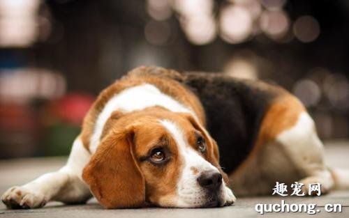 犬肠套叠的的症状及预防治疗方法