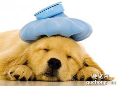 <b>犬细小病毒的预防及治疗方法详解</b>