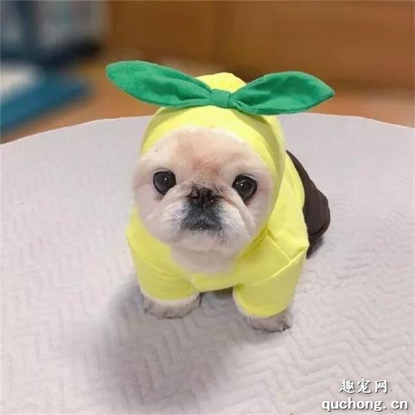 狗狗为什么会突然尿血?