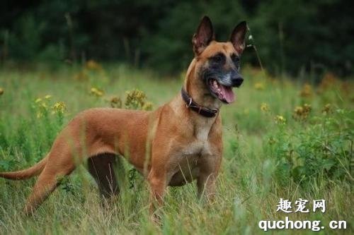 怎样喂养与训练马犬?