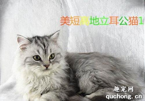 美短高地猫是什么品种？