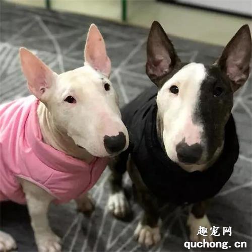 怎样防治犬沙门菌病?