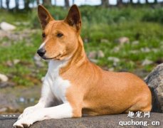 巴仙吉犬训练养护方法