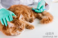 猫咪打疫苗后的不良症状