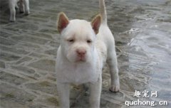 <b>下司犬适合家养吗 下司犬适合看家护院吗？</b>