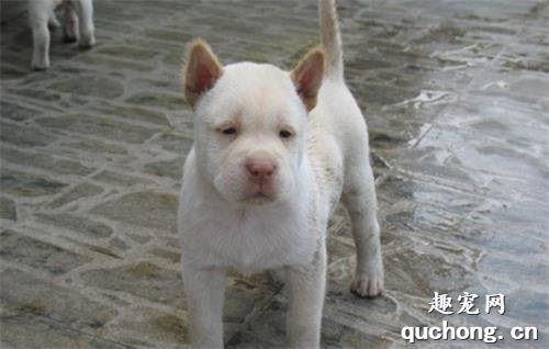 下司犬适合家养吗 下司犬适合看家护院吗?