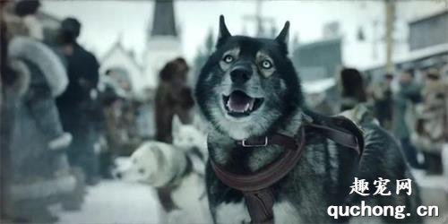 电影多哥是什么犬种?