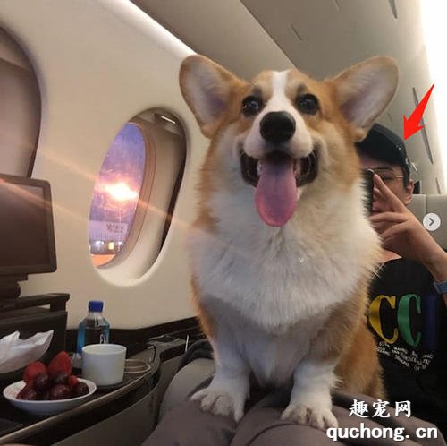飞机带宠物狗需要什么手续? 带宠物狗上飞机需要办理什么?
