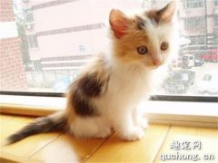 <b>中华田园猫的常见花色 你知道吗？</b>