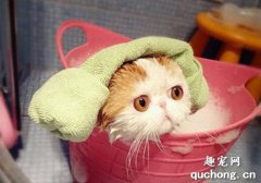 <b>给猫咪洗澡要注意什么 猫咪洗澡的次数不必过于频繁</b>