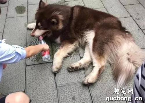 狗狗中毒后,主人必须掌握的五种急救方法